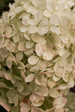 Zarif estetik beyaz ortanca çiçeği çalısı