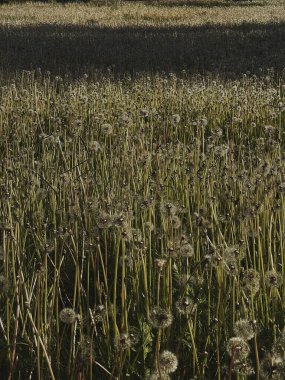 Karahindiba tarlası ve yeşil otlar. Estetik çiçek arkaplanı