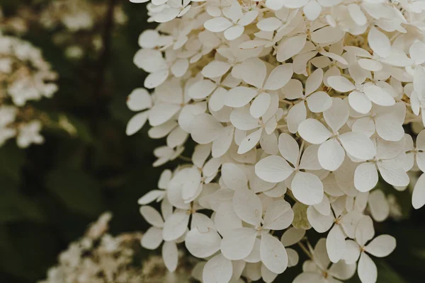 Elegante Ästhetische Weiße Hortensie Blüht Busch — Stockfoto