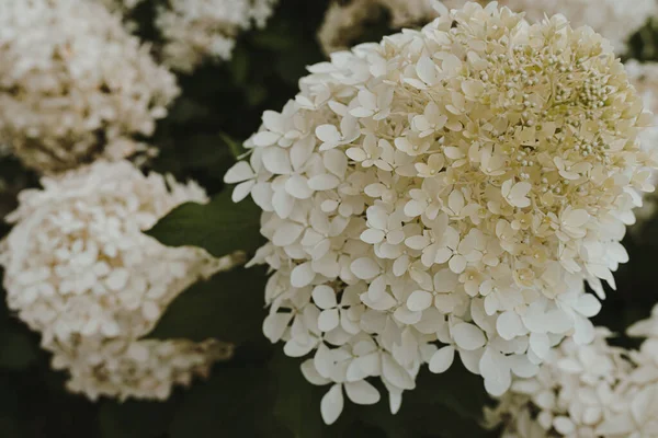 Крупный План Белого Цветка Гортензии — стоковое фото