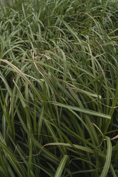 Closeup Green Grass Nature Background — Stock Photo, Image