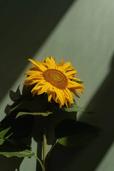 Yeşil Arka Planda Estetik Güneş Işığı Gölgesinde Ayçiçeği Tomurcuğu Minimum — Stok fotoğraf