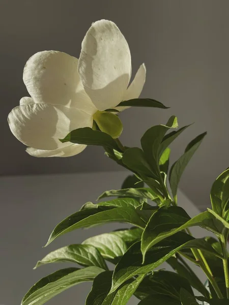 Aesthetic luxury bohemian flowers composition. Elegant gentle peony flower in sunlight shadows