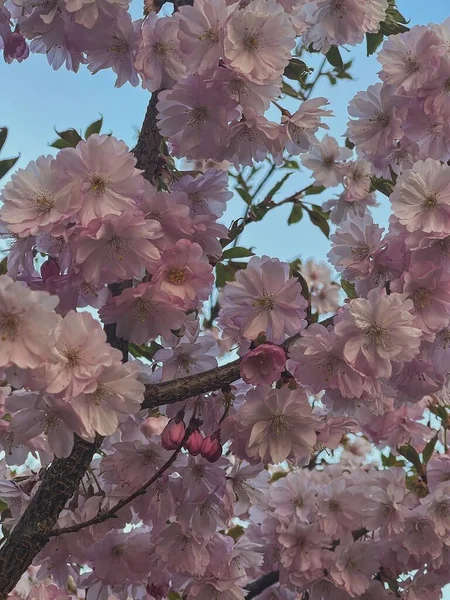 美丽的粉色花蕾 树枝上的绿叶 审美花卉背景 — 图库照片