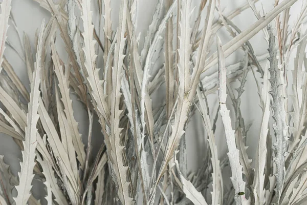 Buquê Folhas Brancas Secas Fundo Branco Composição Férias Floral Mínima — Fotografia de Stock