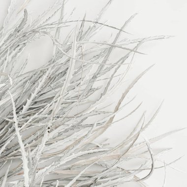 Beyaz arka planda beyaz kurumuş çiçek dalları. Düz konum, üst görünüm minimal çiçek bileşimi