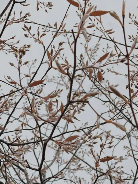 乾燥した葉を持つ木の枝 美的な自然の背景 — ストック写真