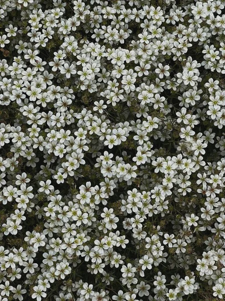 Fehér Vadvirágok Zöld Esztétikai Virágok Háttér — Stock Fotó