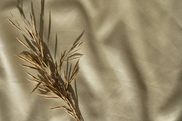 美感的豪华波希米亚式品牌构图 干枯的草茎 折皱光滑的金色丝质背景 有阳光的影子 — 图库照片