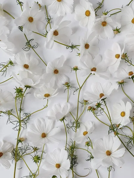 Chamomile daisy flowers stems pattern on white background. Abstract nature, floral texture