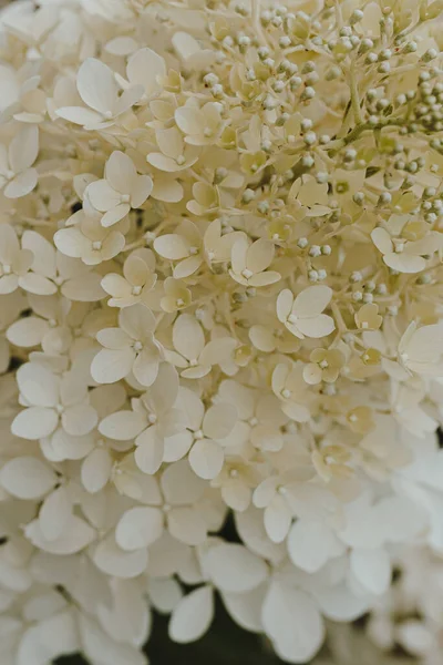 Cabeças Brancas Flores Hortênsia — Fotografia de Stock
