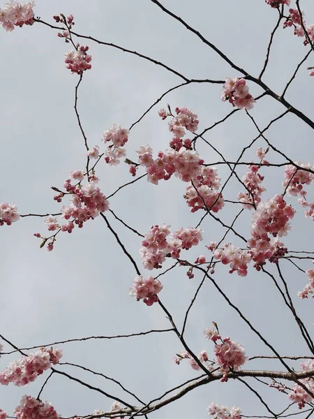 树枝上美丽的粉红花朵 — 图库照片