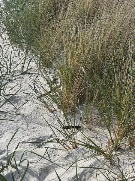 Getrocknete Grashalme Strand Mit Weißem Sand Neutrales Beige Färbt Naturlandschaft — Stockfoto