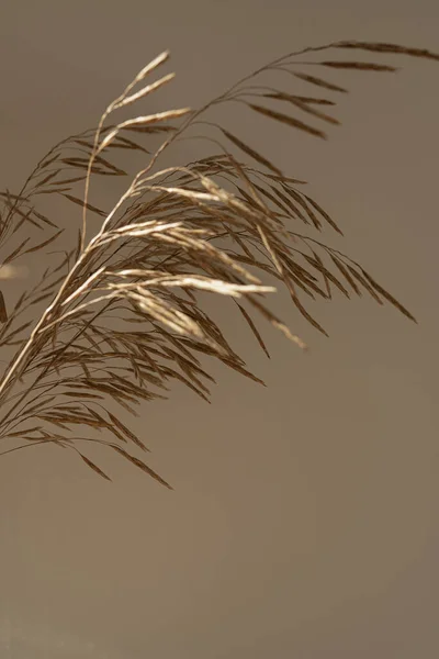 Nahaufnahme Von Beige Trockene Grashalme Strauß Mit Ästhetischen Sonnenlicht Schatten — Stockfoto