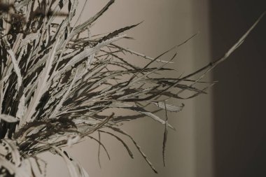 Tarafsız bej duvarda kurutulmuş çiçek buketi ve güneş ışığı gölgeleri. Estetik çiçek arkaplanı