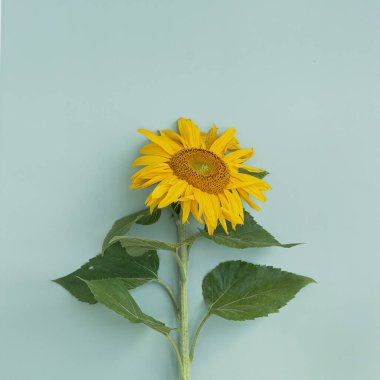 Mavi arka planda güzel bir ayçiçeği. Düz yatış, üst görünüm