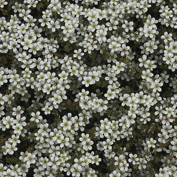 Fehér Vadvirágok Zöld Esztétikai Virágok Háttér — Stock Fotó