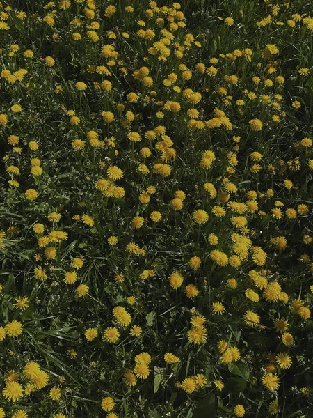 Поле Желтых Одуванчиков Зеленой Травы — стоковое фото