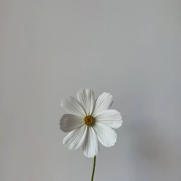 Minimum Şekilli Çiçek Arkaplanı Beyaz Papatya Çiçeği Beyaz Duvarın Üzerinde — Stok fotoğraf