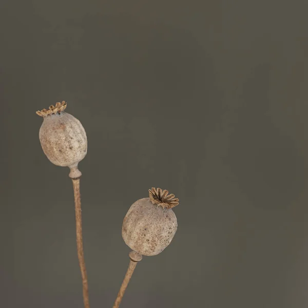 Aesthetic Elegant Poppy Stems Grey Background — Stock Photo, Image