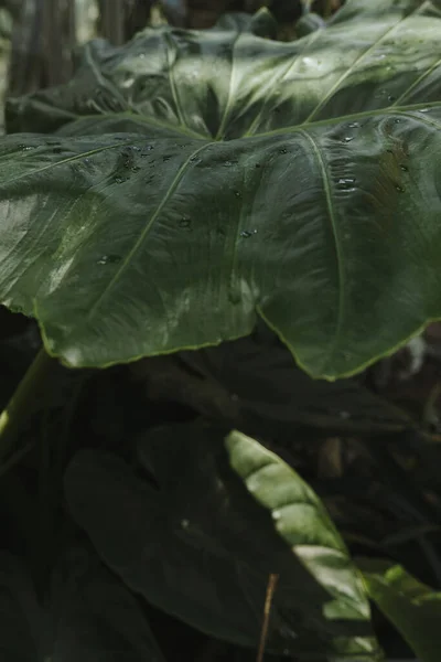 Близько Зеленого Екзотичного Тропічного Листя Пальми Літній Фон Природи — стокове фото