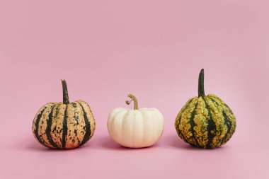 Pastel pembe arka planda küçük dekoratif balkabakları. Sonbahar, sonbahar, Şükran Günü ya da Cadılar Bayramı konsepti. Boşluğu kopyala