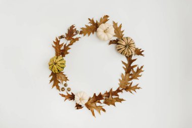 Kurumuş meşe yapraklarından, meşe palamutlarından, beyaz arka planda balkabaklarından yapılmış yuvarlak çerçeve çelengi ve boş kopya alanı. Düz yatış, üst görünüm modeli