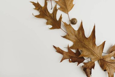 Minimum sonbahar sonbahar kompozisyonu. Beyaz arka planda kurumuş meşe yaprağı ve meşe palamudu