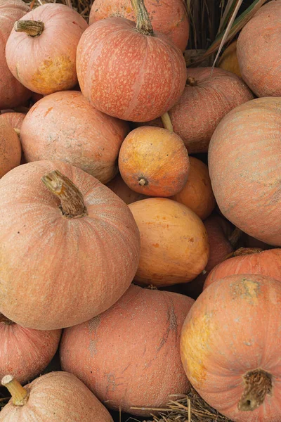 Montón Muchas Calabazas Naranja Cosechadas Mercado Agricultores Otoño Otoño Fondo — Foto de Stock