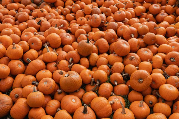 Viele Orangefarbene Kürbisse Auf Dem Bauernmarkt Hintergrund Der Kürbisse — Stockfoto