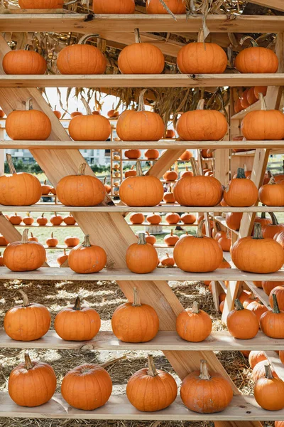 Stapels Sinaasappelpompoenen Houten Planken — Stockfoto
