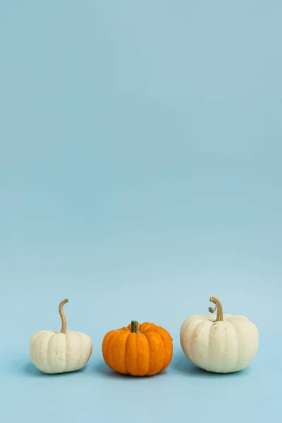 Kleine Decoratieve Pompoenen Lichtblauwe Achtergrond Herfst Herfst Thanksgiving Halloween Concept — Stockfoto