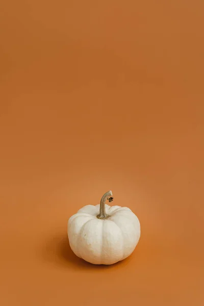 Zencefilli Turuncu Arka Planda Güzel Bir Balkabağı Sonbahar Mevsimi Konsepti — Stok fotoğraf