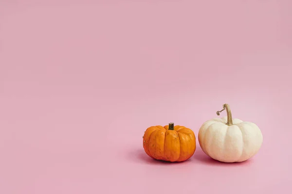 Piccole Zucche Decorative Sfondo Rosa Pastello Autunno Autunno Ringraziamento Halloween — Foto Stock