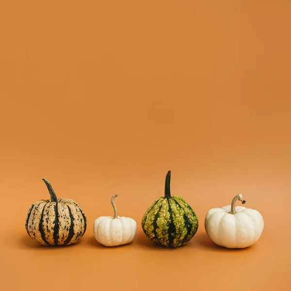 Hermosas Calabazas Decorativas Sobre Fondo Naranja Jengibre Otoño Otoño Temporada —  Fotos de Stock