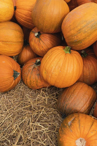 Dużo Kolorowych Pomarańczowych Dyń Jesienna Jesień Sezonowy Skład Wzoru — Zdjęcie stockowe