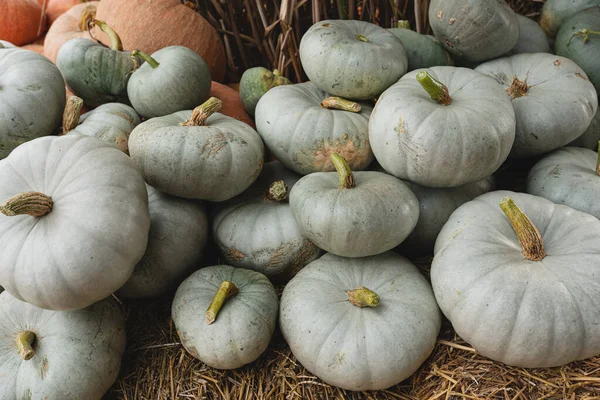 许多收获的白色南瓜堆在农贸市场上 秋天季节背景 — 图库照片