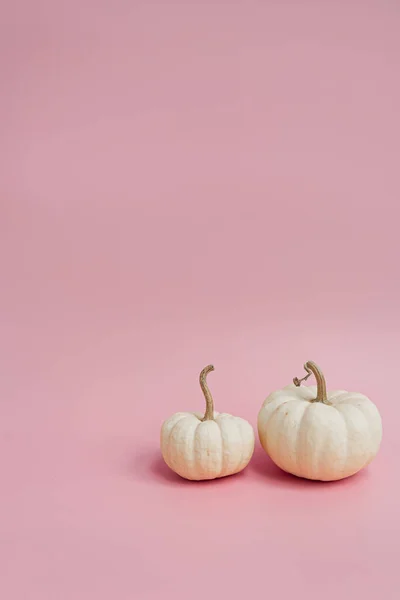 Belas Abóboras Decorativas Fundo Rosa Pastel Conceito Época Outono — Fotografia de Stock