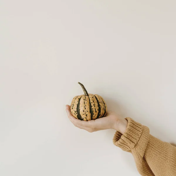 Kobieca Ręka Trzymająca Dekoracyjną Dynię Nad Białą Ścianą Jesień Jesień — Zdjęcie stockowe