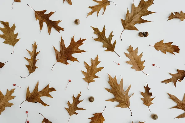 秋の秋の秋のパターン 乾燥したオークの木の葉とホワイトバックグラウンドでコーン — ストック写真
