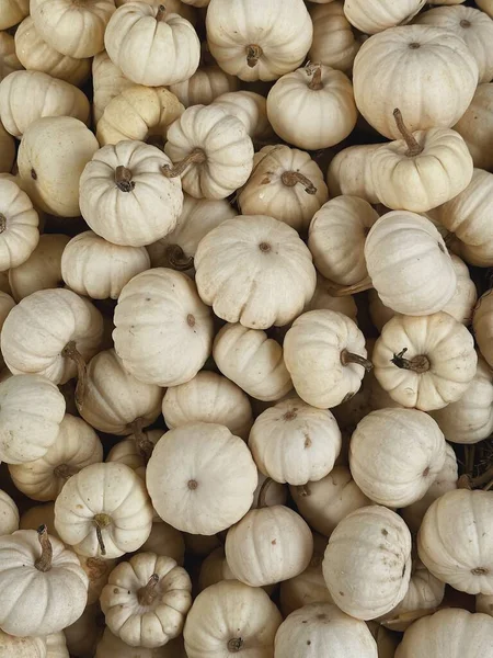 農家市場で収穫された多くの白いカボチャの山 秋の季節の背景 — ストック写真