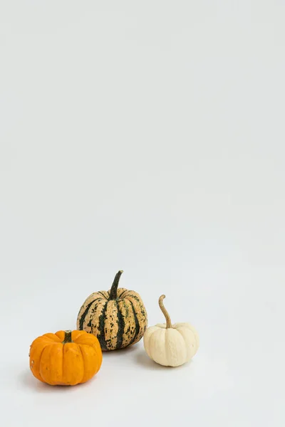 Маленькие Декоративные Тыквы Белом Фоне Осень Осень День Благодарения Хэллоуин — стоковое фото