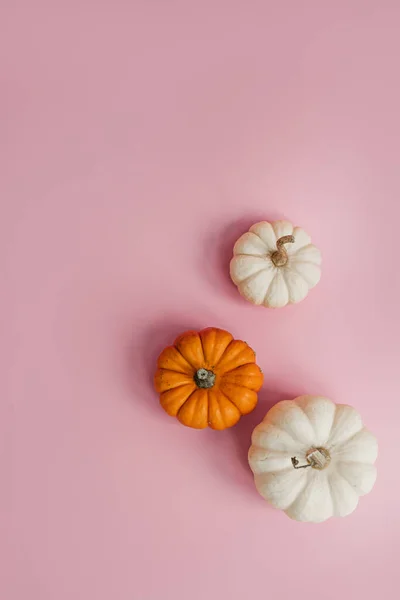 Kleine Decoratieve Pompoenen Pastelroze Ondergrond Herfst Herfst Thanksgiving Halloween Concept — Stockfoto