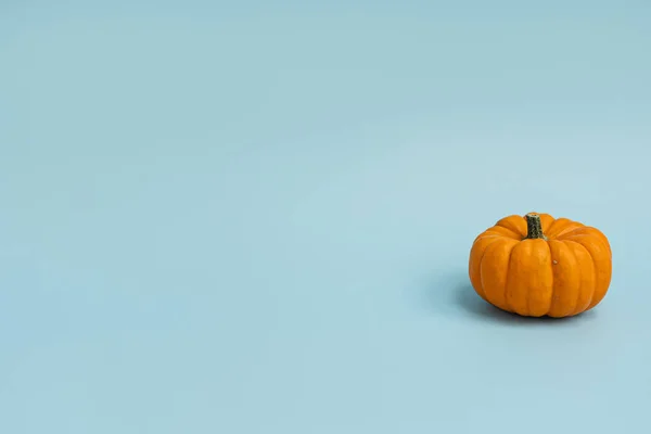 Kleine Decoratieve Pompoen Lichtblauwe Achtergrond Herfst Herfst Thanksgiving Halloween Concept — Stockfoto