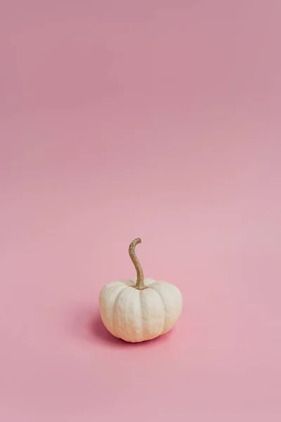 Krásná Dekorativní Dýně Pastelově Růžovém Pozadí Koncept Podzimního Období — Stock fotografie
