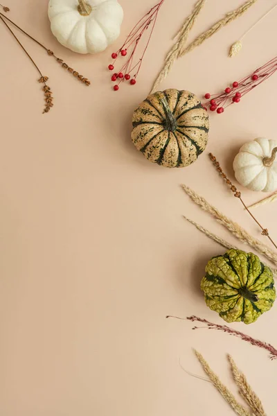 Beautiful decorative pumpkins and dried grass. Autumn fall season concept with mockup copy space. Flat lay, top view