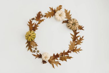 Sonbahar sonbahar kompozisyonu. Beyaz zemin üzerinde kurumuş meşe yaprakları, meşe palamutları ve balkabaklarından yapılmış yuvarlak çerçeve boş kopya alanı ile