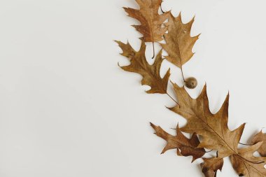 Kurumuş meşe yaprakları ve meşe palamudu beyaz arka planda fotokopi alanı ile. Düz yatış, üst görünüm