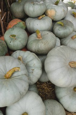 Bir sürü beyaz balkabağı. Sonbahar sonbahar mevsimsel kalıp bileşimi