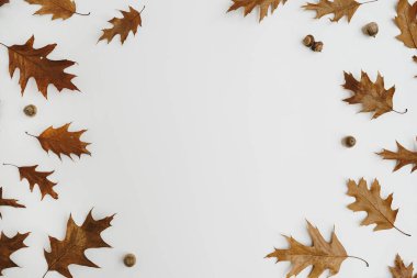 Sonbahar sonbahar kompozisyonu. Beyaz zemin üzerinde kurumuş meşe yapraklarından ve meşe palamudundan yapılmış yuvarlak çerçeve boş kopya alanı ile